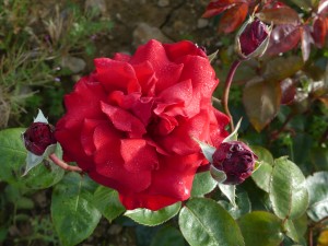 INGRID BERGMAN (hybrid tea)